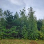 Trees on the land, ready for view clearing through mulching