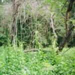 Habitat management can be applied to control invasive species