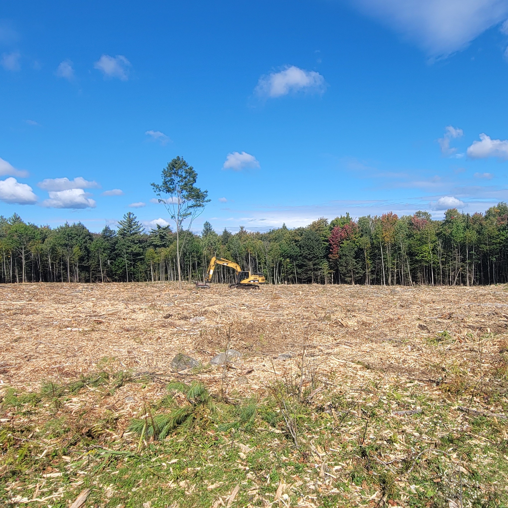 An overgrown farm field is reclaimed through thoughtful land clearing, expanding healthy pasture.
