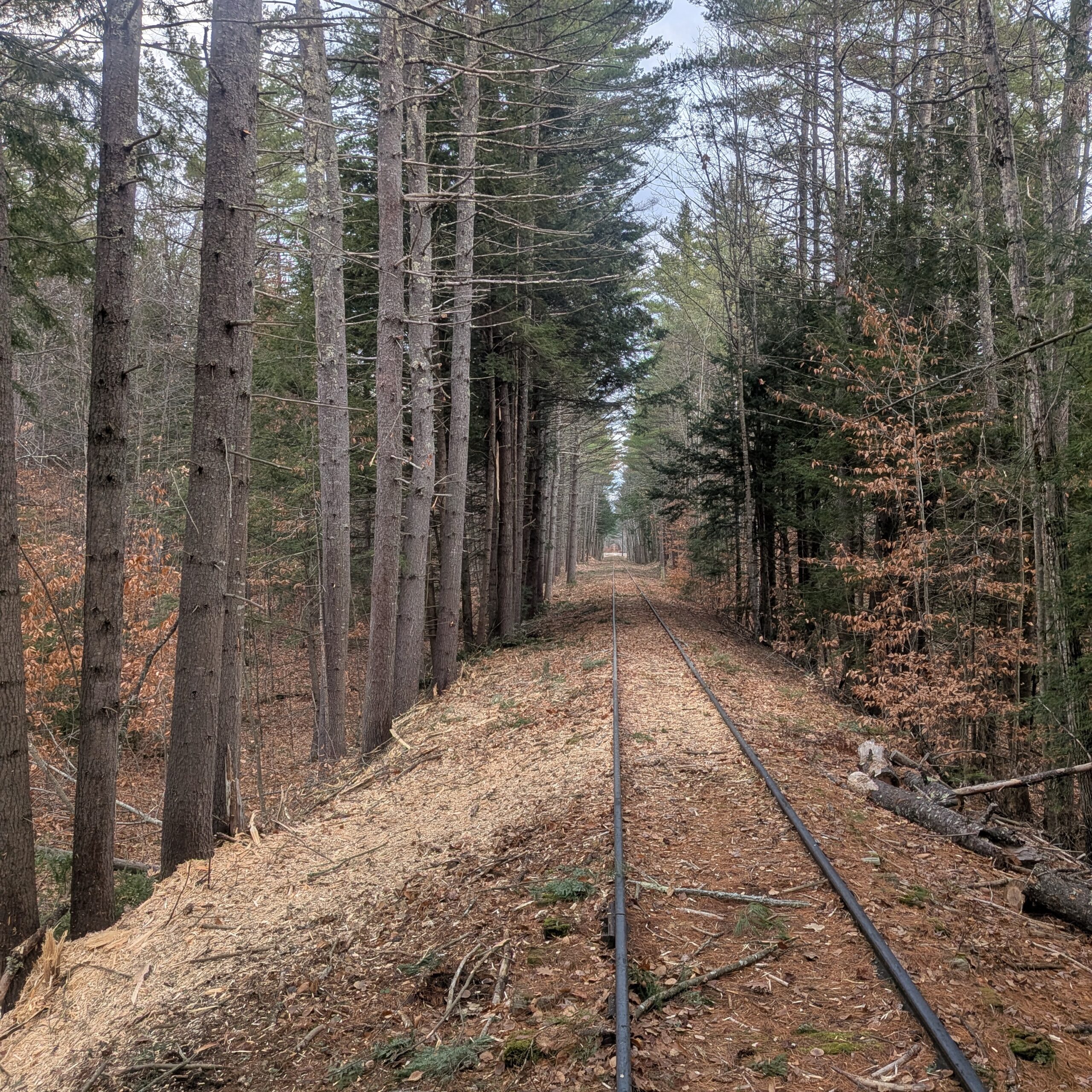 Historic rail line is reclaimed for multi-use trail through high rail vegetation management.